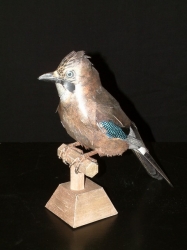 Leon Schuijt A53 Vlaamse Gaai € 15,95 Leon Schuijt A53 Vlaamse Gaai € 15,95