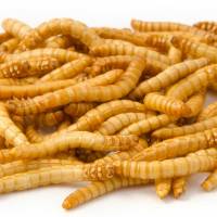 Gevriesdroogde meelwormen 100 g € 8,99