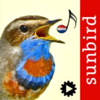 Vogelzang Id Nederland Automatische Herkenning