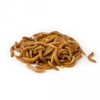 Levende mini-meelwormen vanaf € 3,89